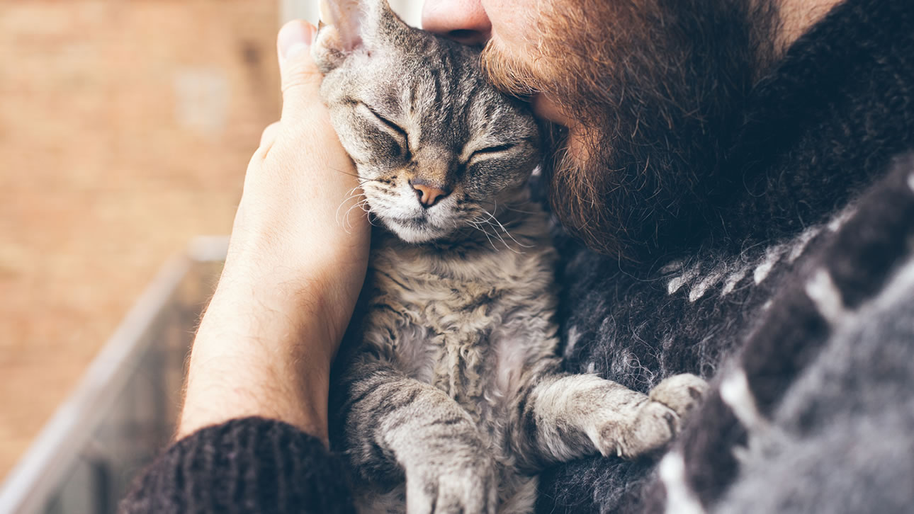 O que esconde o ronronar do