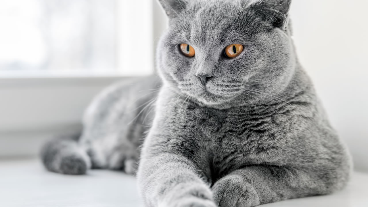 Estratégias alimentares, bem-estar e comportamento natural do gato doméstico