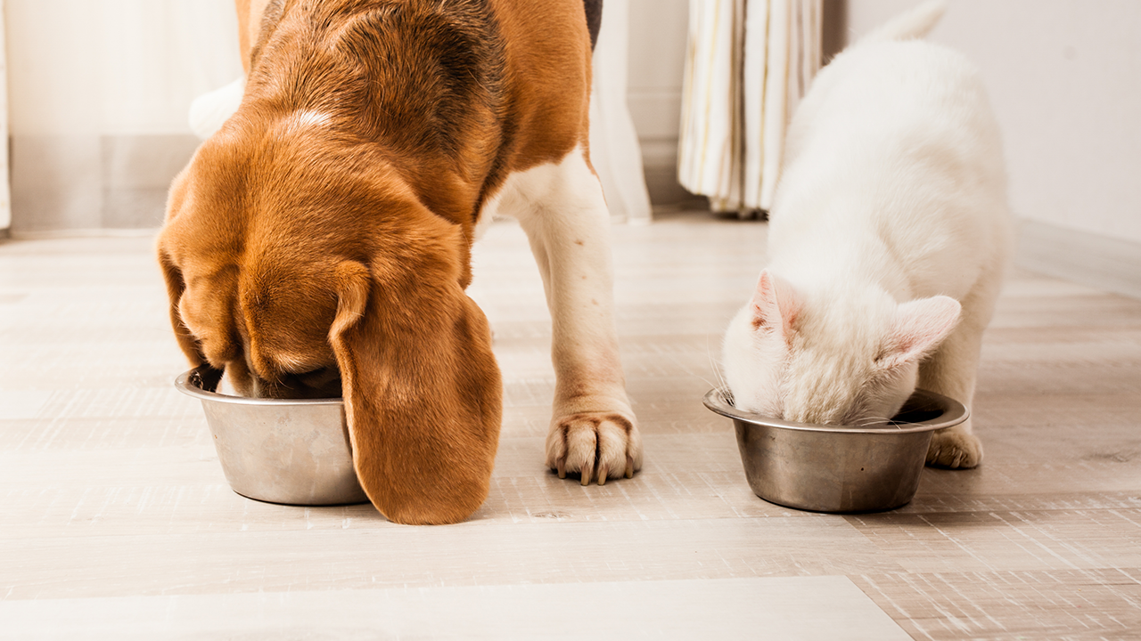 Comida caseira: problemas para saúde do pet